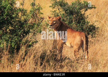 Leone africano femmina di Murchison Falls area di conservazione in Uganda Africa orientale Foto Stock