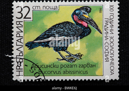 Massa abissino-hornbill massa settentrionale-hornbill Bucorvus abyssinicus francobollo Bulgaria 1988 incisione Foto Stock