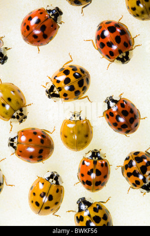 Colorato Asian Lady Bugs - coleotteri Foto Stock