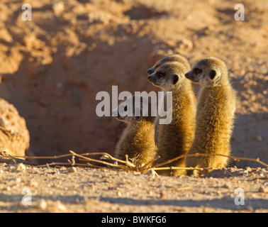 giovane di Suricate Foto Stock