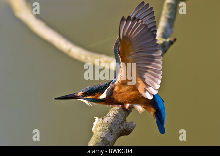 Kingfisher Foto Stock