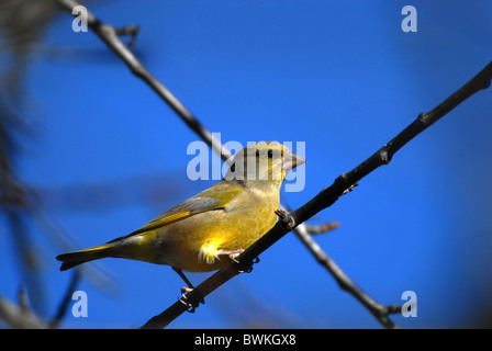 Green finch, Carduelis chloris Foto Stock