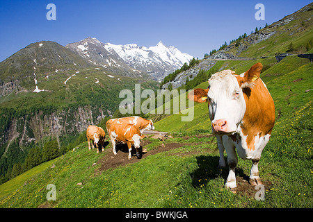 Vacche Bovini Austria Europa Grossglockner Hochalpenstrasse alta strada alpina Alpi montagne street Foto Stock