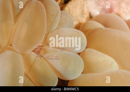 Bolla di gamberi di corallo Vir philippinensis sulla bolla Corallo Plerogyra sinuosa, Tualmben, Bali, Indonesia, Asia Indo-pacifico Foto Stock