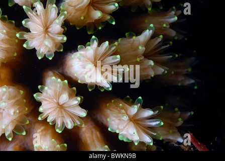 Galaxy Coral Galaxa fascicularis, Tulamben, Bali, Indonesia, Indo-pacifico Foto Stock