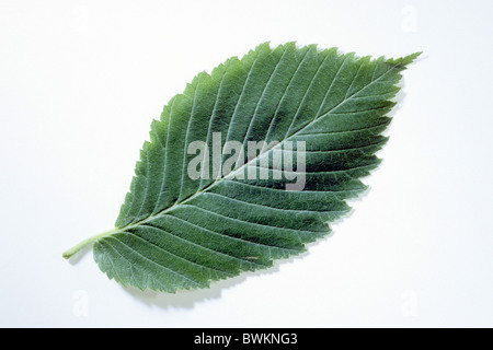 Bianco europeo Olmo, svolazzanti Elm, Russo olmo (Ulmus laevis), foglia, studio immagine. Foto Stock