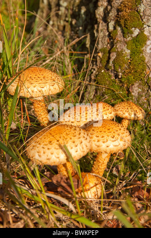 Primo piano di shaggy pholiota funghi funghi toadstool toadstools Inghilterra Regno Unito GB Gran Bretagna Foto Stock