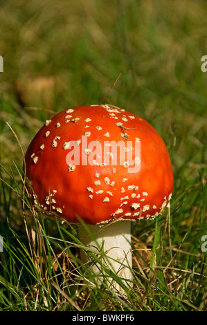 Primo piano di funghi toadstool toadstools Fly Agaric in Autunno amanita muscaria amanitaceae Inghilterra Regno Unito GB Grande La Gran Bretagna Foto Stock