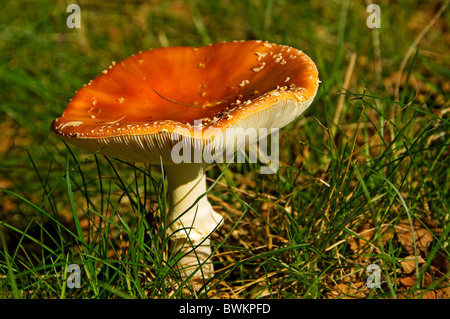 Primo piano di un fungo di funghi agarico mosca toadstool toadstools amanita muscaria amanitaceae Inghilterra Regno Unito GB Gran Bretagna Foto Stock