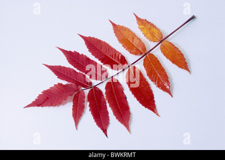 La Staghorn Sumac (Rhus hirta, Rhus typhina), Autumn Leaf, studio immagine. Foto Stock