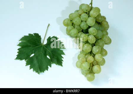 Vite di uva (Vitis vinifera), varietà: Fanny, uva e foglia, studio immagine. Foto Stock