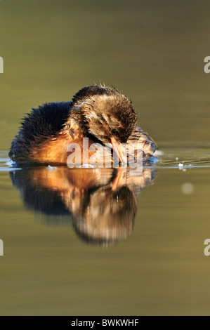 I giovani di Tuffetto (Tachybaptus ruficollis) Foto Stock