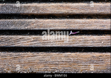 Close up di cristalli di ghiaccio formato su legno decking durante un gelo con un unico fiore caduto da Verbena bonariensis Foto Stock