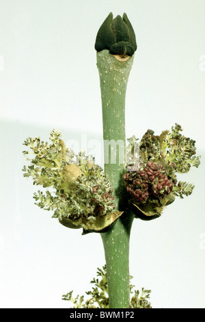 Cenere comune, Frassino Europeo (Fraxinus excelsior), ramoscello con boccioli e fiori, studio immagine. Foto Stock