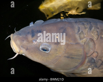 Carpa koi Foto Stock