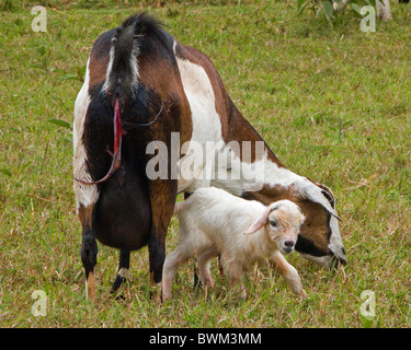 Un neonato di capra e madre, poco dopo la nascita. Foto Stock