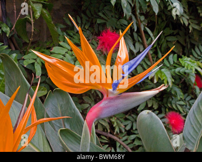 Un uccello del paradiso fiore in fiore a Nairobi in Kenya. Foto Stock