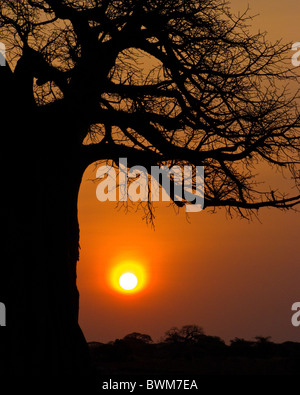 Alba africana sotto un favoloso baobab. Foto Stock