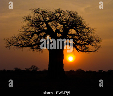 Alba africana sotto un favoloso baobab. Foto Stock