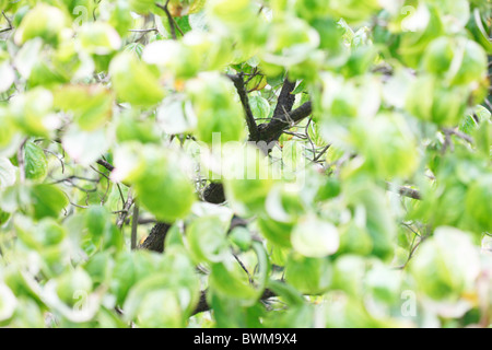 Splendida fioritura sanguinello tree - fine art Jane-Ann fotografia fotografia Butler JABP918 Foto Stock