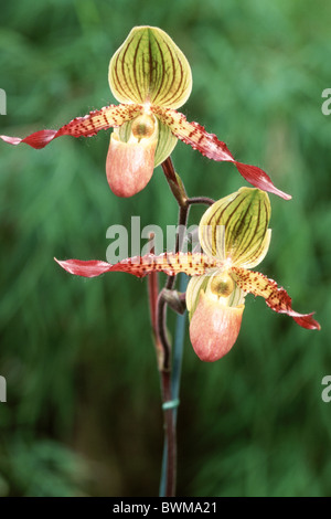 Signora pantofola, pantofola Orchidea (Paphiopedilum sp.), fiori. Foto Stock