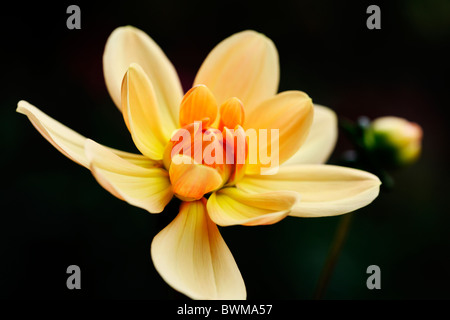 Bel colore arancione dahlia e bud Jane-Ann Butler JABP Fotografia922 Foto Stock