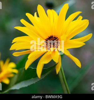 Dolce e graziosa crisantemo giallo Jane-Ann Butler JABP Fotografia924 Foto Stock