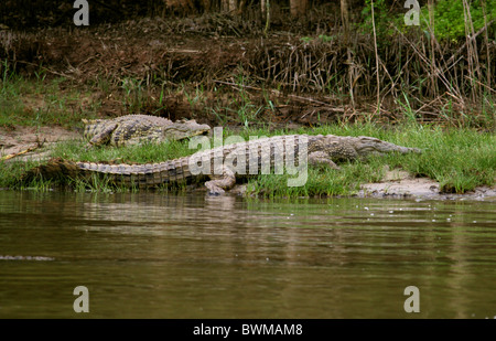 Coccodrillo del Nilo, Crocodylus niloticus, Crocodylidae. St Lucia Wetlands Park, KwaZulu Natal, Sud Africa. Foto Stock