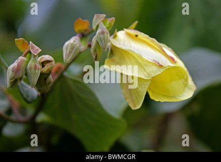 Fiore di Portia Tree, populnea Thespesia, Malvaceae. St Lucia Wetlands Park, KwaZulu Natal, Sud Africa. Foto Stock