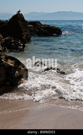 Rocce sulla spiaggia di Figueiras e un gabbiano sulla parte superiore, Cies Isola, Pontevedra, Galizia, Spagna Foto Stock