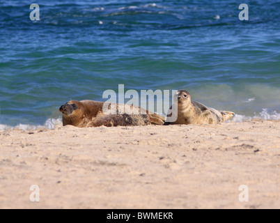 Regno Unito Scozia isole delle Ebridi guarnizioni comune sulla spiaggia sabbiosa Foto Stock