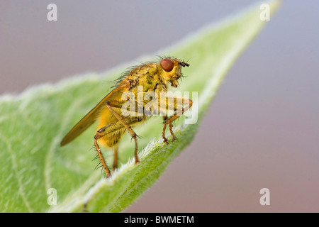 Comune di sterco di giallo-fly Foto Stock