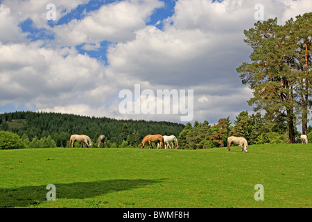 Regno Unito Scozia Tayside Perthshire pony a Blair Castle motivi Foto Stock