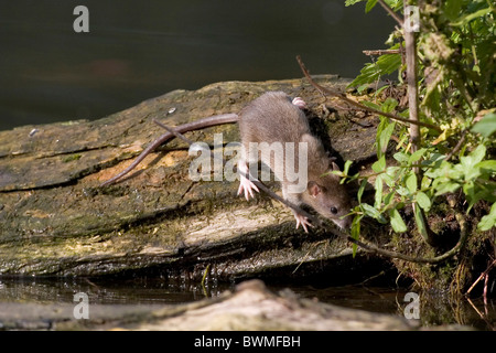 Ratto marrone sul tronco Foto Stock