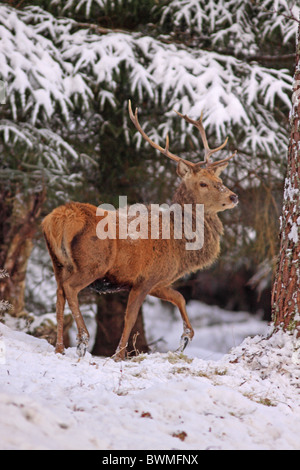 Red Deer Cervo nella foresta durante il periodo invernale Foto Stock