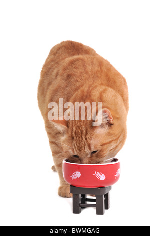 Cucciolo rosso da mangiare la targhetta rossa Foto Stock