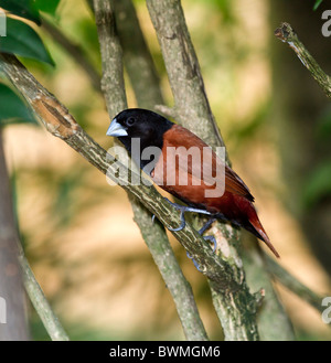 A testa nera Munia, Lonchura atricapilla. Gregaria mangiare semi di uccelli nel finch la famiglia. Malaysia. Foto Stock