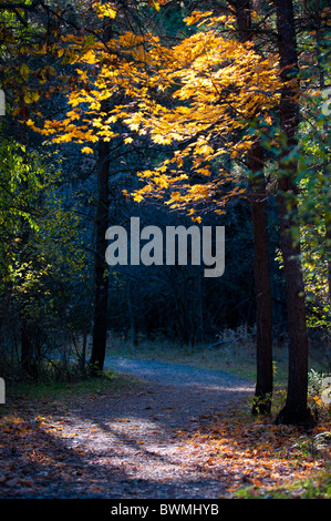 Un sentiero si snoda lungo sotto splendidi e vibranti colori dell autunno. Foto Stock