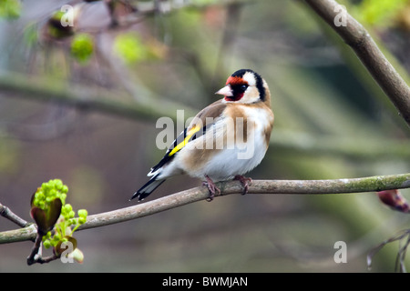 Un Cardellino su un sicomoro ramo su un giardino. L'uccello è stato in visita ai giardini " semi di girasole degli alimentatori. Foto Stock