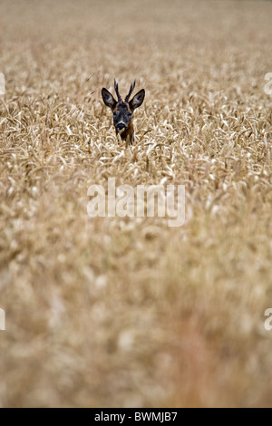 Un Capriolo Cervo con corna di matura in un campo di grano su terreno coltivato. Questa è stata scattata nella tarda estate - il grano è vicino a Harvest pronto Foto Stock
