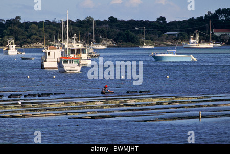 Ostriche, Bara Bay, penisola di Eyre, Sud Australia Foto Stock