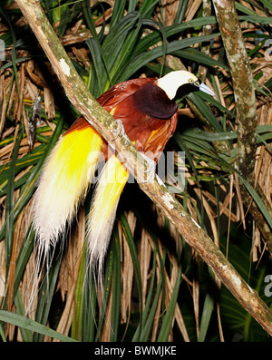 Maggiore uccello del paradiso, Paradisaea apoda, trovati in Papua Nuova Guinea e in alcune parti dell'Indonesia. Sembra essere un maschio Foto Stock