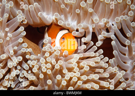 Clown anemonefish, Amphiprion ocellaris riparando tra i tentacoli del suo anemone marino. Tulamben, Bali, Indonesia. Foto Stock