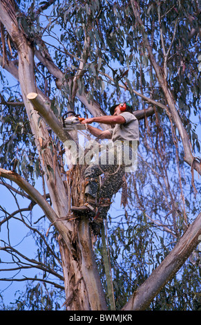 Struttura professionale medico chirurgo, arborist, Australia Foto Stock