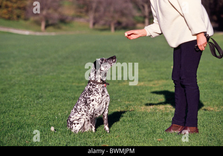 Proprietario di formazione cane dalmata, Australia Foto Stock