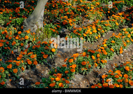 Spagna andalusia cordoba Alcazar dei Re Cristiani arancio fiori di garofano Foto Stock