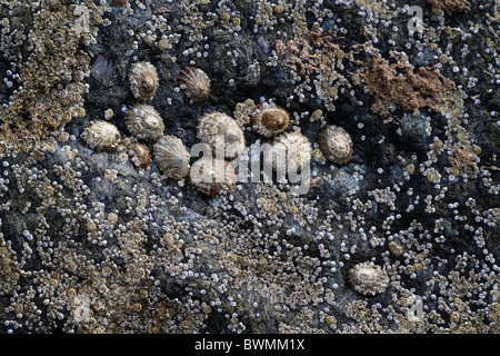 Le limpet sono lumache acquatiche con una calotta di forma ampiamente conica e un piede forte e muscolare. . Foto Stock