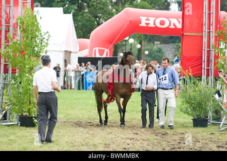 Cavallo vittorioso di mare con corona rossa concorrenza Janow Podlaski agosto 2010 la Polonia Foto Stock