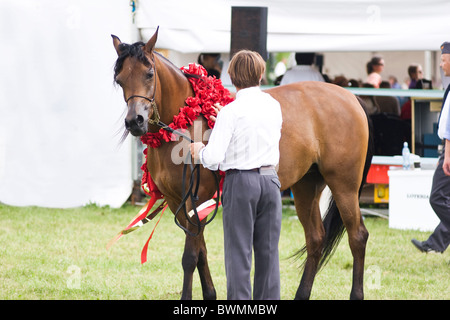 Cavallo vittorioso di mare con corona rossa concorrenza Janow Podlaski agosto 2010 la Polonia Foto Stock