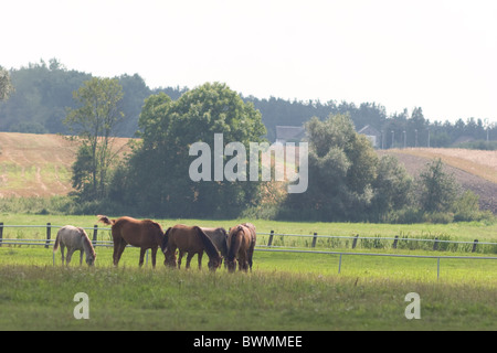 Famoso prigioniero del cavallo arabo in Janow Podlaski Agosto 2010 Foto Stock